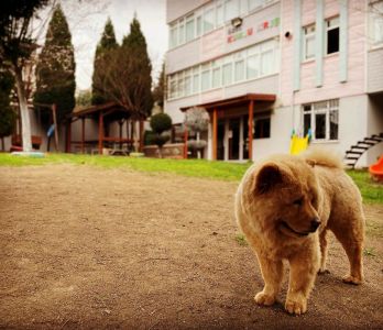 Özel Kumlu Kreş Ve Gündüz Bakım Evi Özel Kumlu Kreş Ve Gündüz Bakım Evi
